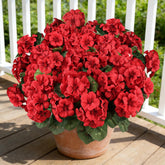 AGIRL red geranium bundle with full blooms for versatile indoor-outdoor decor