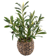 Ainuowei olive plants showcase standout design on modern shelves.