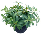 AlphaAcc olive leaves artificial plant adds low-maintenance greenery to any shelf