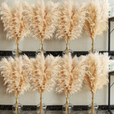 Bannifll pampas grass tall 40-inch stems creating a striking floor display