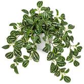 Briful fake Watermelon Peperomia in a pot adds subtle greenery to any room.