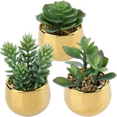 Briful small artificial succulents with gold ceramic pots add elegant greenery to a room.