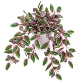 Briful Watermelon Peperomia pink hanging plant adds color to small spaces