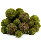 BYHER moss balls for elegant centerpieces with low-maintenance appeal.