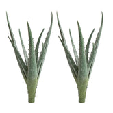 COTSEN artificial aloe pair for versatile centerpiece decor.