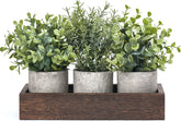 Dahey 3-pack mini potted eucalyptus with wood tray centerpiece for tables.