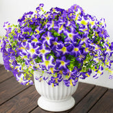 Daynight 32-pcs faux petunias add year-round color to porches and gardens.