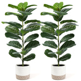 Der Rose 2-pack 30-inch fiddle leaf fig tree front view for compact spaces.