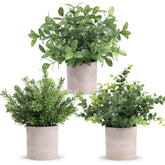 Der Rose mini pot eucalyptus plant for desk decor and low-maintenance beauty.