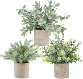 Der Rose mini potted eucalyptus with sage green leaves for desk decor.