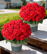 FancyPlus outdoor topiary red, durable and lifelike for porch decor.