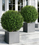 FancyPlus topiary ball 2-pack for curb appeal with maintenance-free greenery.