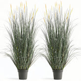 FloraFairy horsetail grass with pink spikes, 4ft, ideal for indoor or outdoor drama.