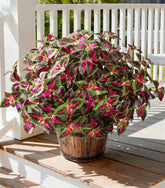 Florisso artificial coleus outdoor set, 5-pcs, for easy year-round curb appeal.