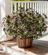 Florisso artificial coleus plant stem for versatile outdoor displays.
