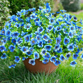 Florisso daisy bundles outdoor collection add vibrant color to your porch or garden.