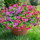 Florisso daisy bundles outdoor show vibrant color for planters and porches.