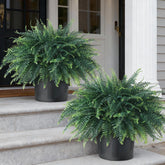 FOTEEWL two-pack artificial ferns for front door display; weatherproof year-round appeal.