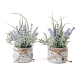 Fuxdre lavender plant in pot adds subtle color to entryways and shelves.