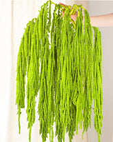 Glicrili neon green amaranthus stems arch for elegant wedding arches.