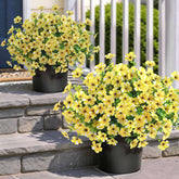 Glidlion artificial morning glory topiary with eucalyptus on doorstep, UV-resistant outdoor decor.