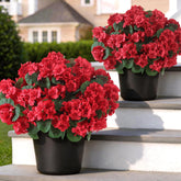 GLIDLION geranium topiary front view with lifelike blooms for outdoor curb appeal