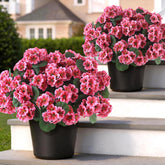 GLIDLION geranium topiary 2-pack outdoor photo showcasing durable curb appeal.