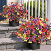 GLIDLION morning glory topiary duo on the front door adds year-round curb appeal.