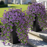 GLIDLION morning glory starry sky closeup, vibrant purple with white dots for outdoor decor.