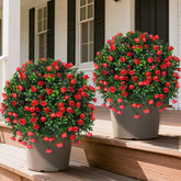 Grooy topiary with rose for outdoor porch display