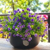 Grunyia 12-bundle outdoor flowers ready for window boxes and porches.