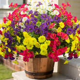 Grunyia 16 bundles morning glory flowers in outdoor display for durable color