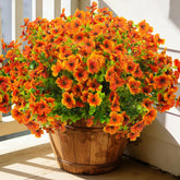 Grunyia outdoor orange artificial flowers on spikes for quick garden decoration.