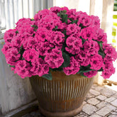 Hananona geraniums in full bloom for outdoor dΓ©cor, UV resistant.