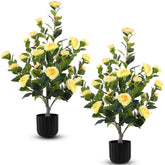 Hananona camellia tree full view in red blooms enhances indoor ambiance.
