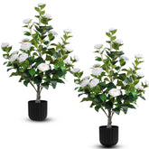 Hananona camellia tree white bloom in pot, ideal for elegant indoor decor.