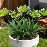 HIFORESTAR Agapanthus stems provide lifelike outdoor display for easy maintenance