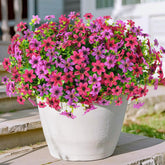 Hommyea outdoor flowers 12 bundles for vibrant year-round color
