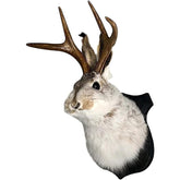 HSOSK Jackalope Mount on wall for stylish wall decor and conversation starter.
