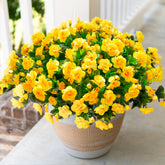 HyeFlora camellia branch close-up with bright yellow petals for durable outdoor display.