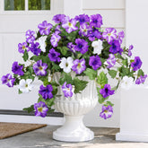 HyeFlora artificial petunias outdoor 2-pack bundles add realistic color to planters