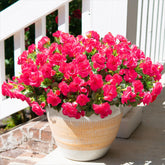 HyeFlora camellia outdoor branch closeup, low-maintenance balcony decor.
