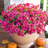 HyeFlora rose red daisy bundles with eucalyptus leaves brighten outdoor porch areas.