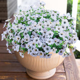 HyeFlora daisy cream-white bundles for year-round outdoor and indoor beautification.