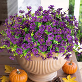 HyeFlora daisy with eucalyptus leaves on porch setup for year-round color