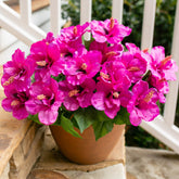 HyeFlora hibiscus outdoor bundle close-up for porch decor