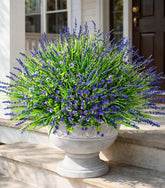 HyeFlora monkey grass bundle for year-round planter decor.