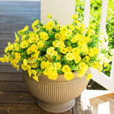 HyeFlora yellow morning glory closeup for vibrant outdoor decor