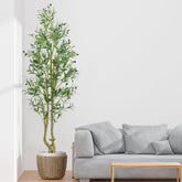 HZXGCP Olive Tree 6ft tall with natural silhouette for home or office.