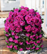 INSPRING artificial geraniums hanging flowers for outdoors, two-pack, ideal for porches.